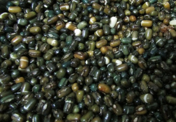 Soaked Urad - bursting out of its skin!