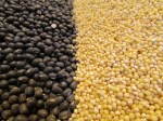 Proso Millet and&nbsp;Urad