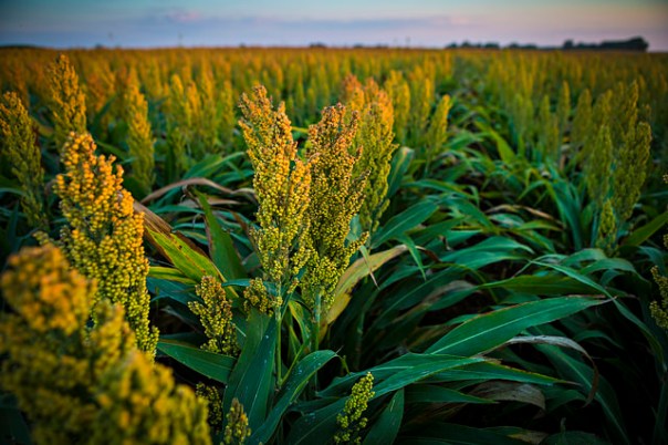 For amber waves of grain … 