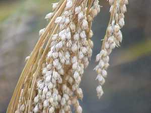White Proso Millet