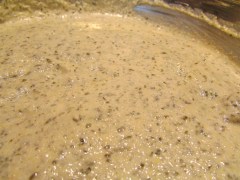 Proso millet and urad dal batter.