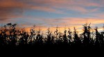 sunset-corn1