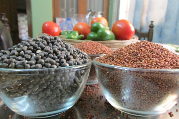 Urad and Ragi (Black Gram and Finger Millet) ready to soak for idli and dosa batter. 