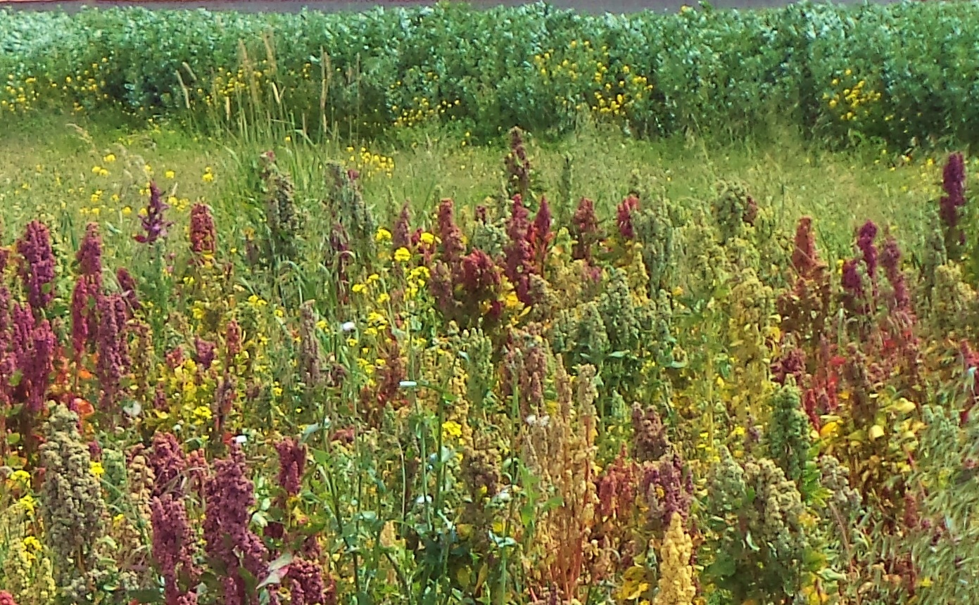 Kaniwa grain growing in the field
